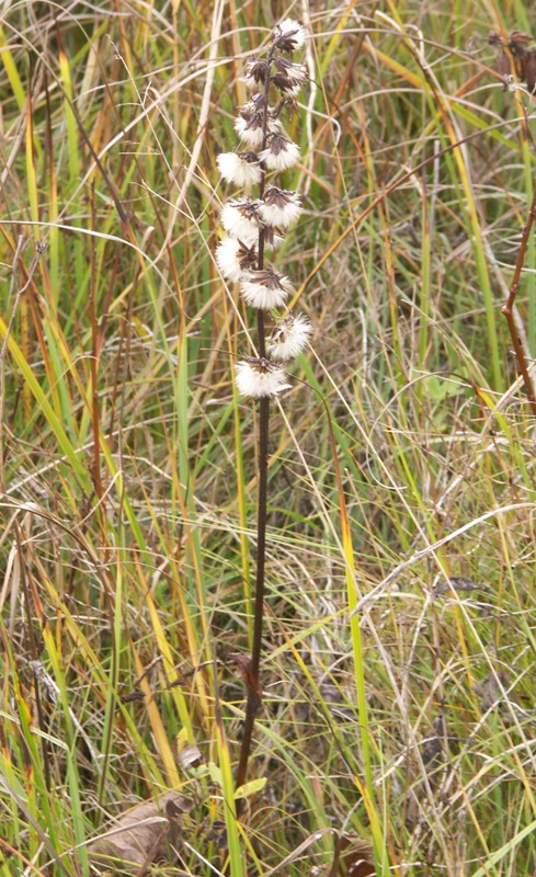 Image of Ligularia lydiae specimen.