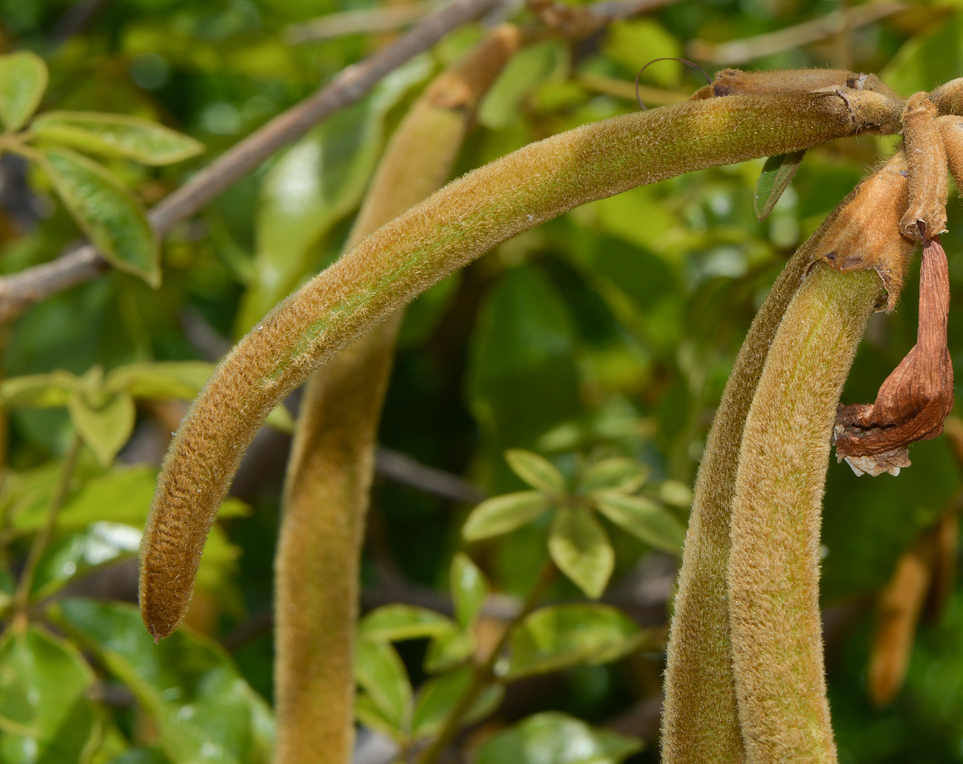 Image of Handroanthus chrysanthus specimen.