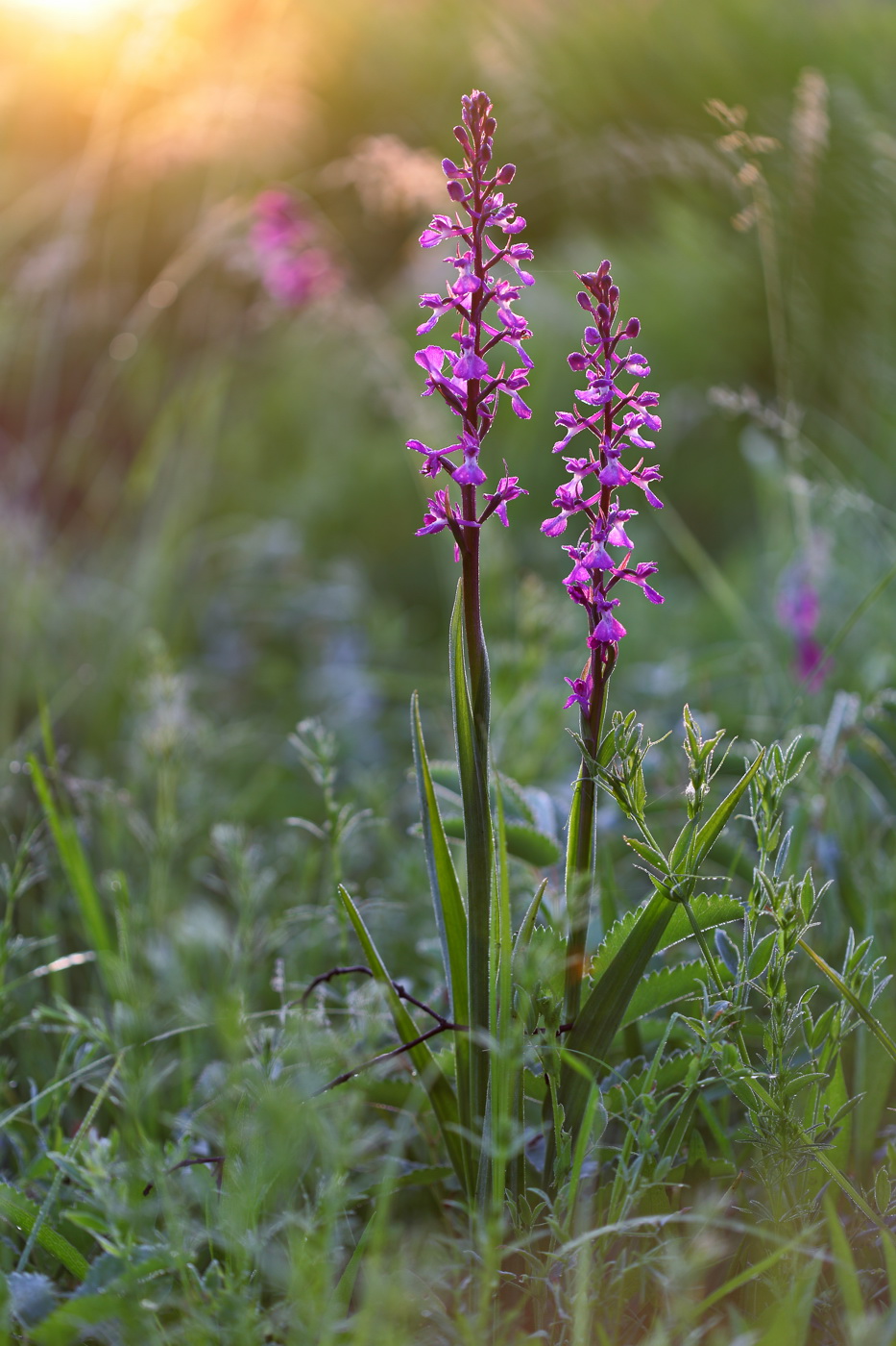 Image of Anacamptis laxiflora ssp. elegans specimen.