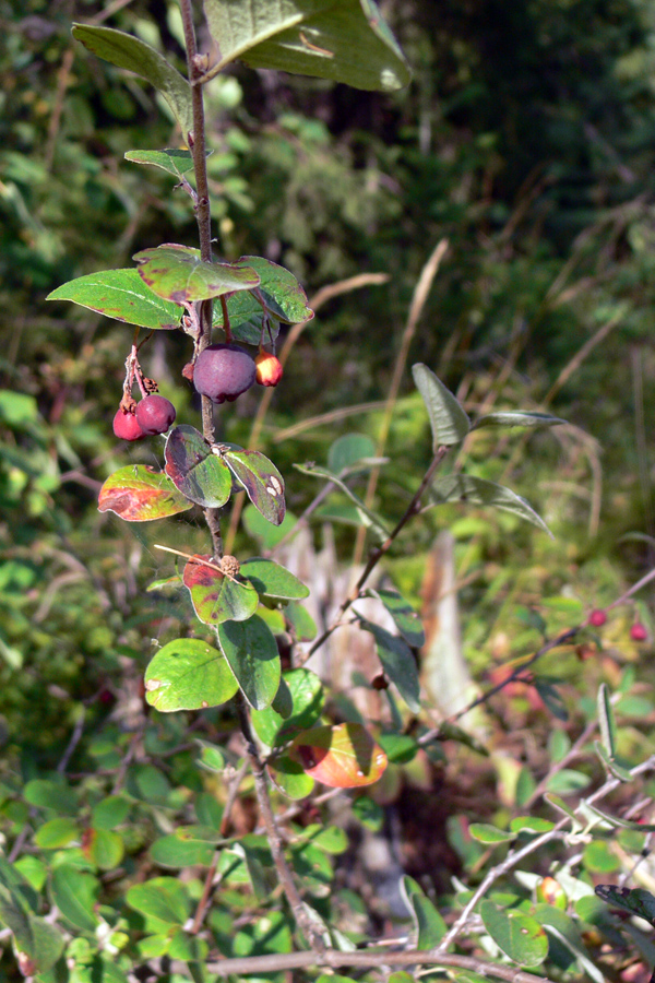 Image of Cotoneaster melanocarpus specimen.