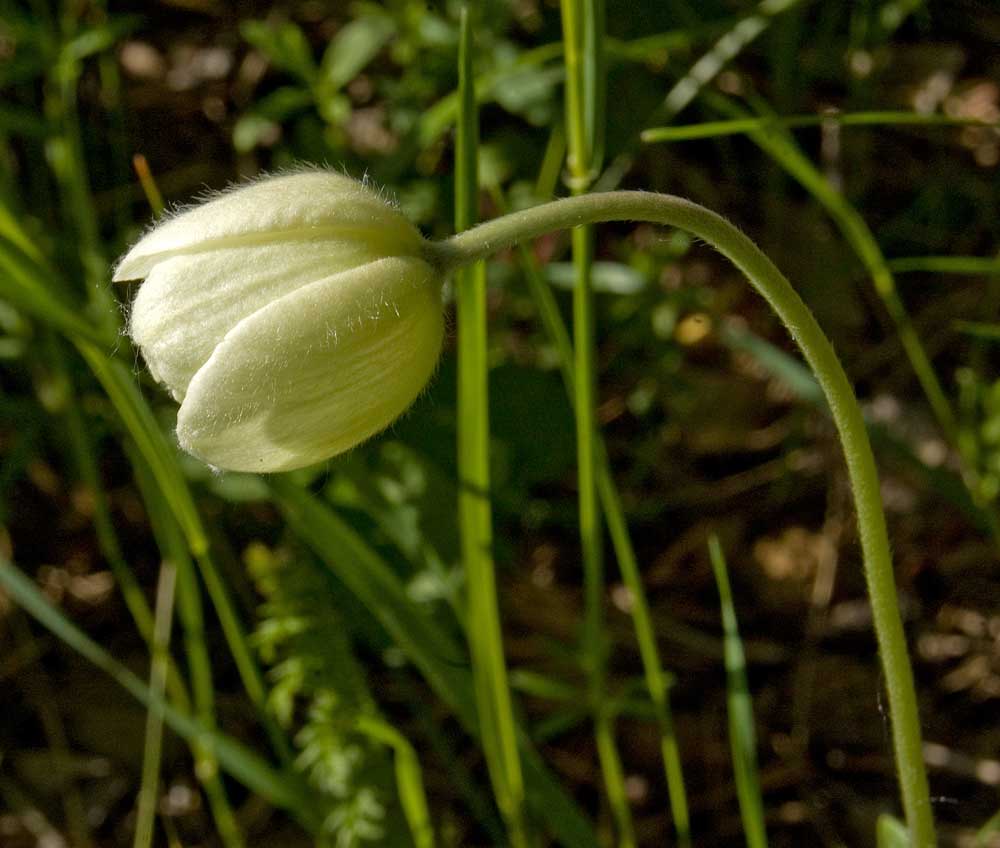 Image of Anemone sylvestris specimen.