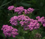 Achillea millefolium