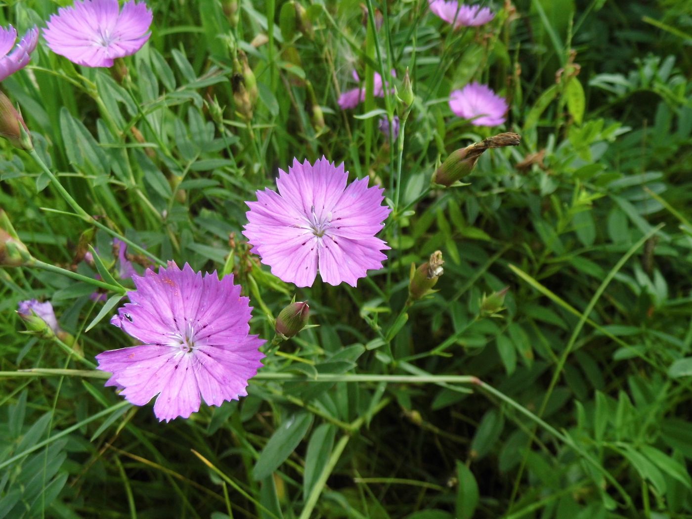 Image of Dianthus versicolor specimen.