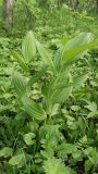 View full-size image Veratrum oxysepalum