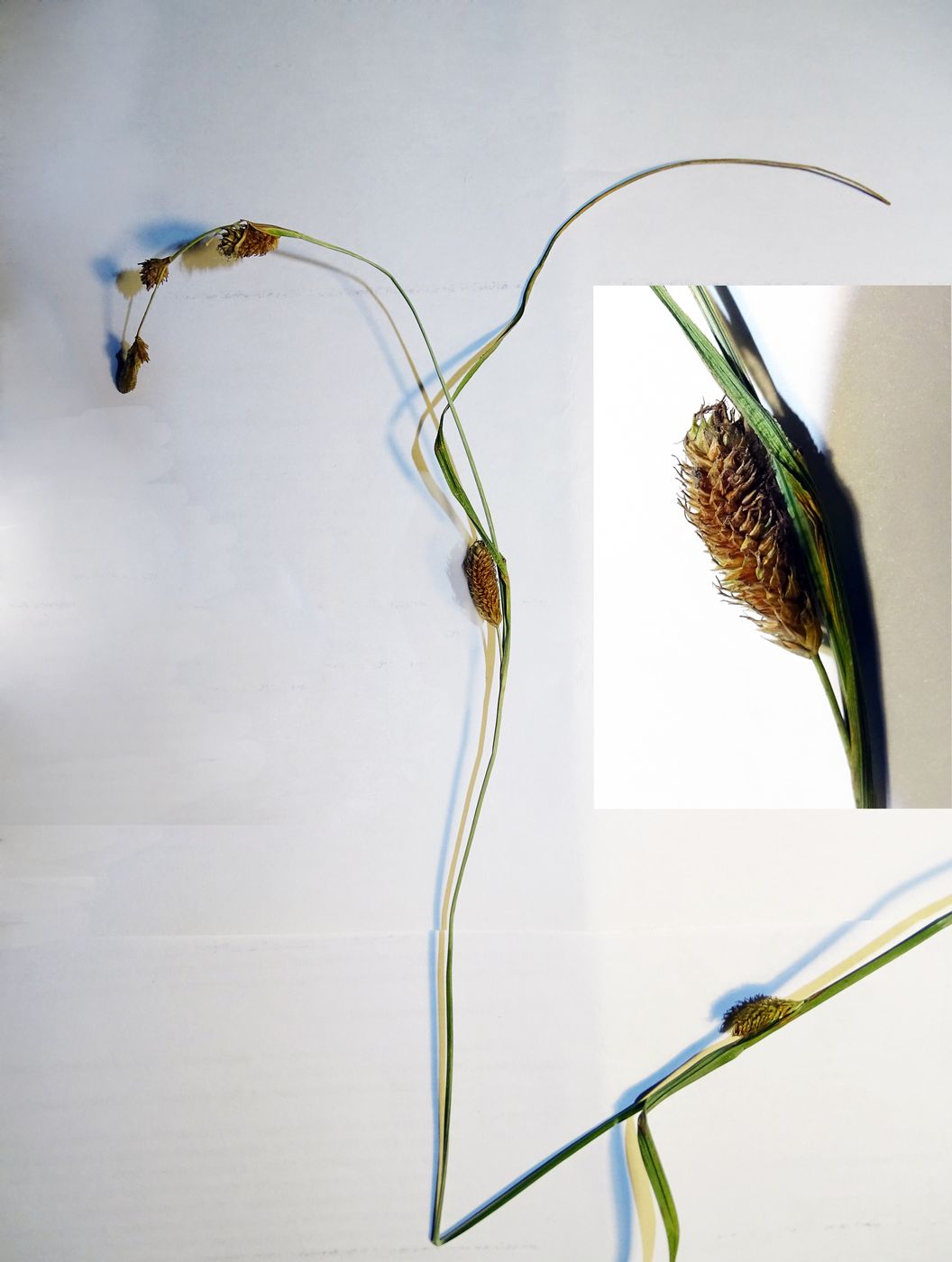 Image of genus Carex specimen.