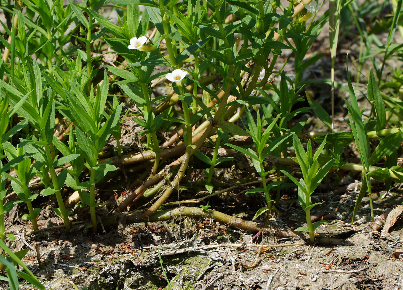 Изображение особи Gratiola officinalis.