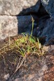 Carex norvegica