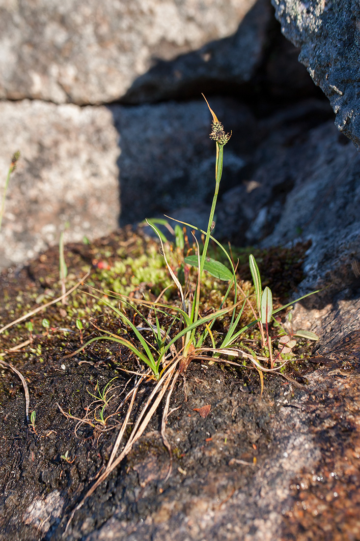 Изображение особи Carex norvegica.