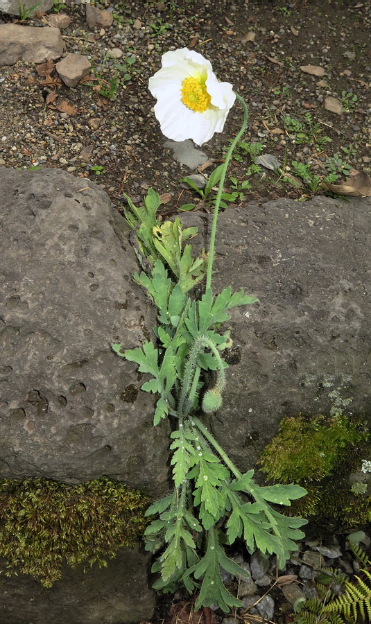 Изображение особи Papaver amurense.