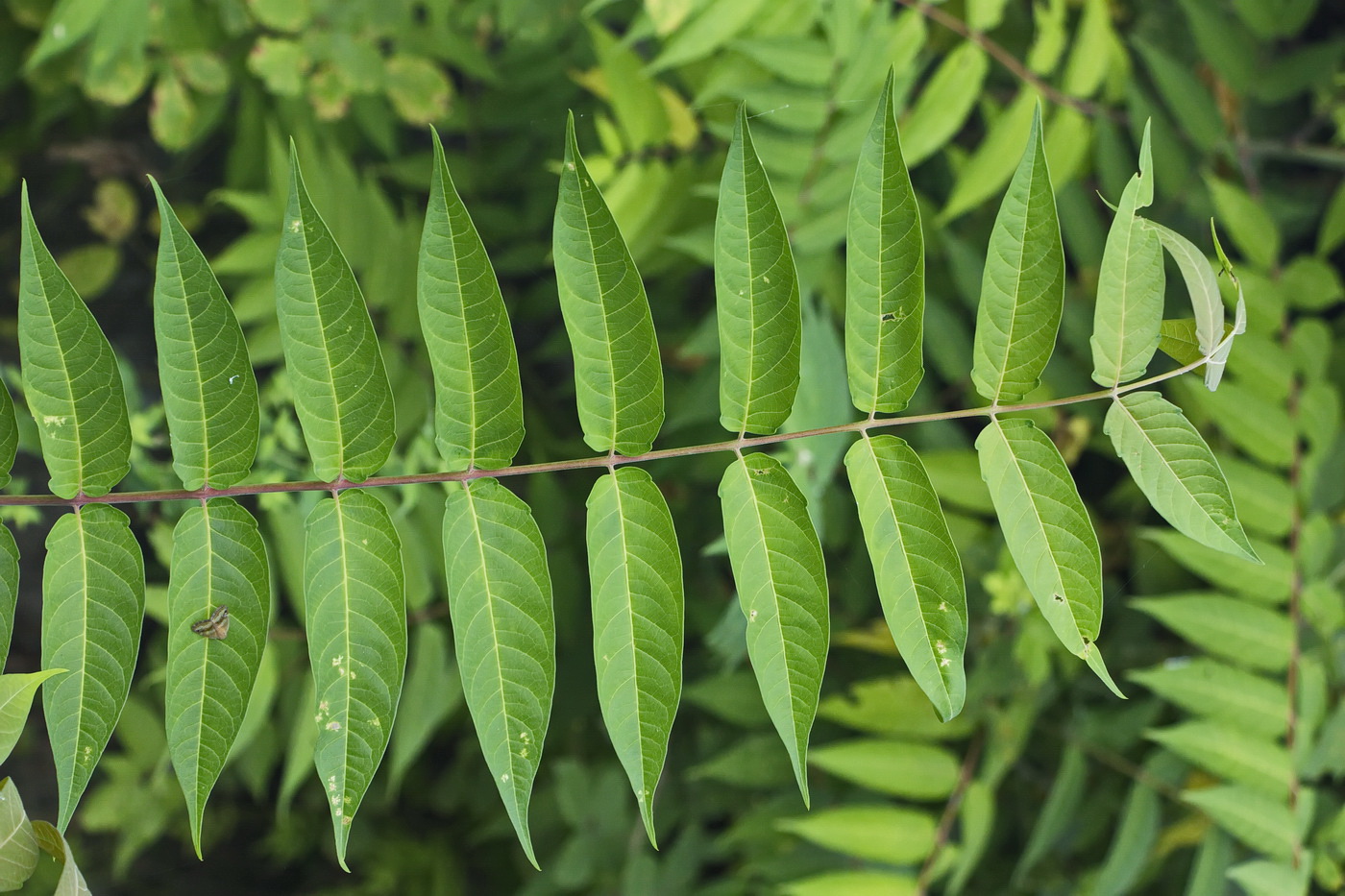 Изображение особи Ailanthus altissima.