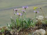 Aster serpentimontanus. Цветущие растения. Иркутская обл., побережье оз. Байкал в р-не Малого Моря, окр. пос. Сахюрта, край скальника. 22.06.2017.