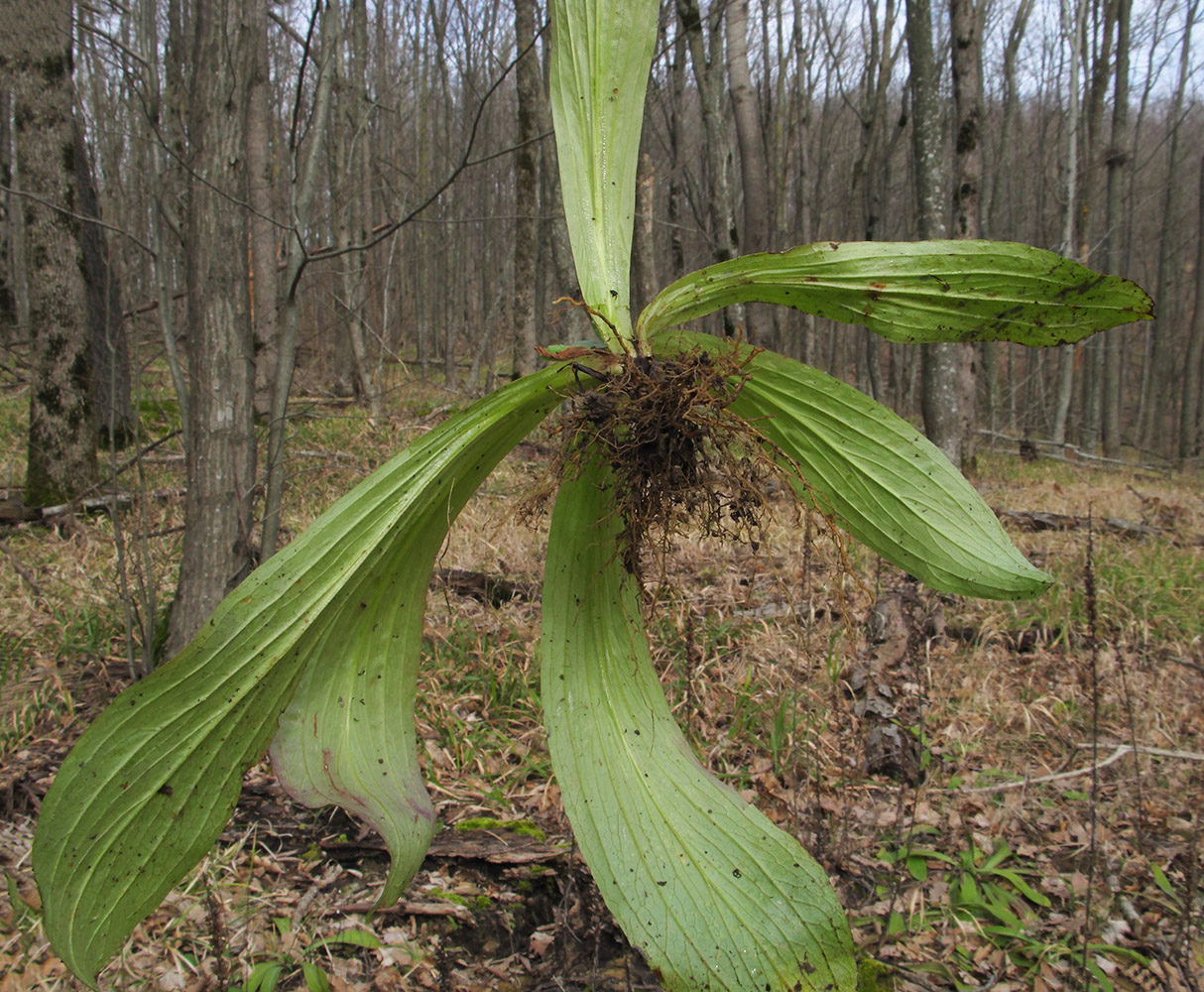 Image of Digitalis schischkinii specimen.