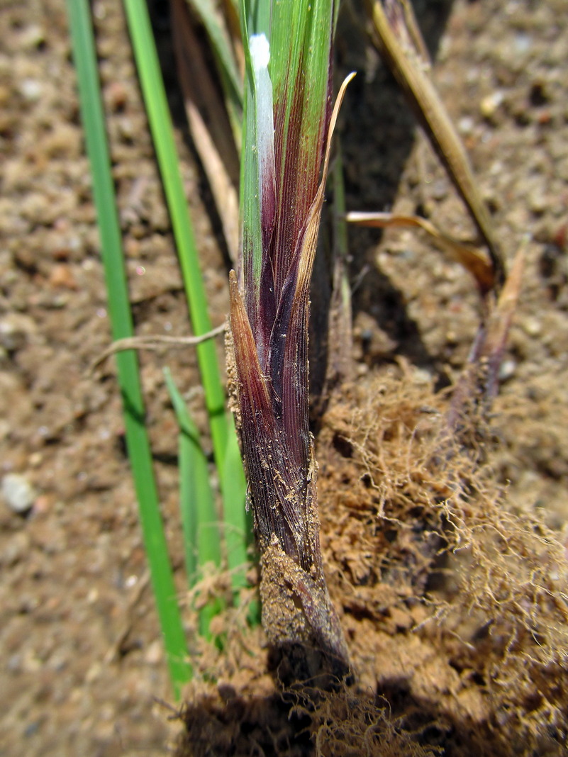 Image of Carex pilosa specimen.