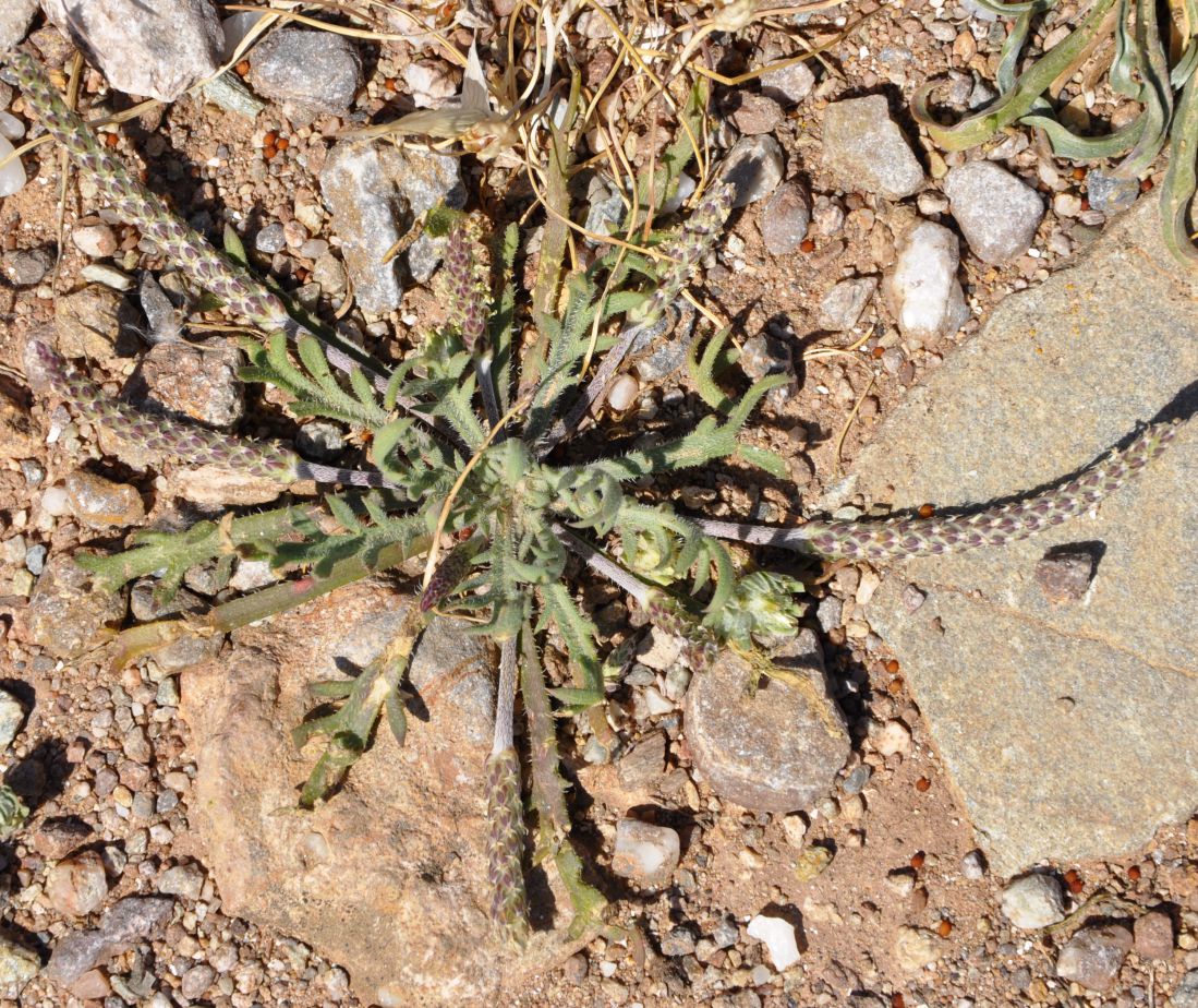 Изображение особи Plantago coronopus.