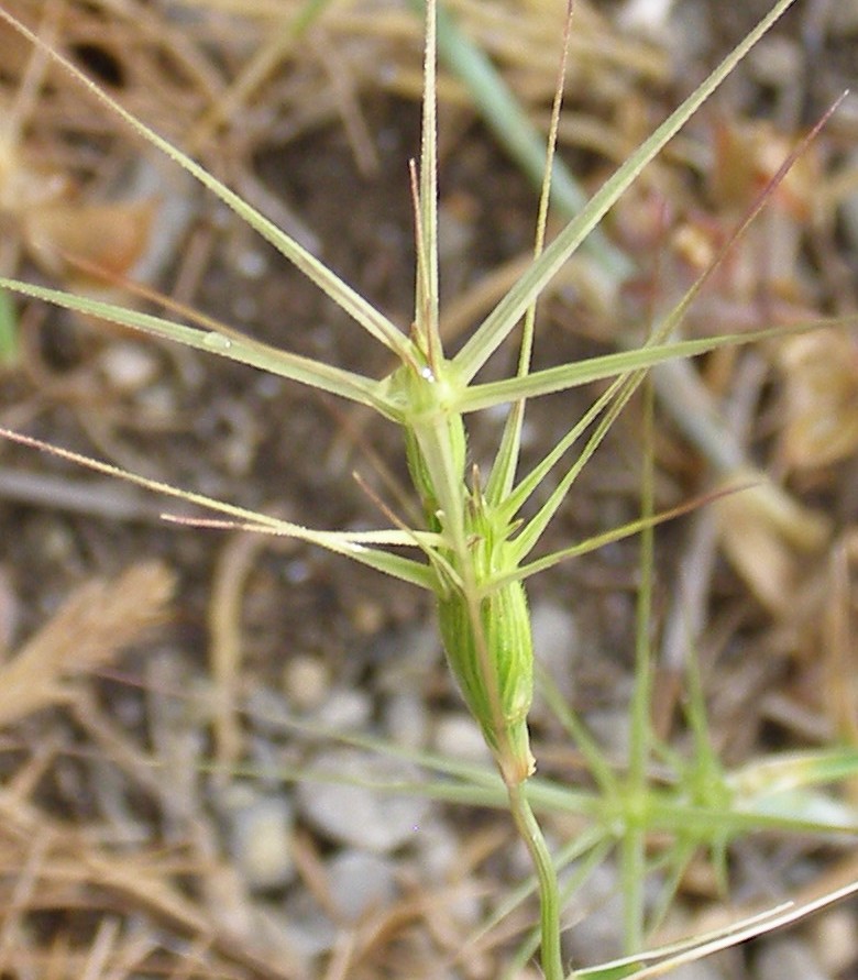 Изображение особи Aegilops ovata.