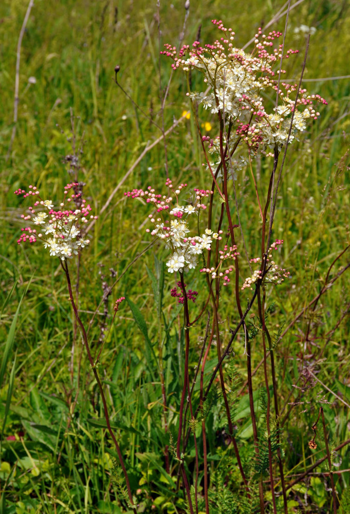 Изображение особи Filipendula vulgaris.