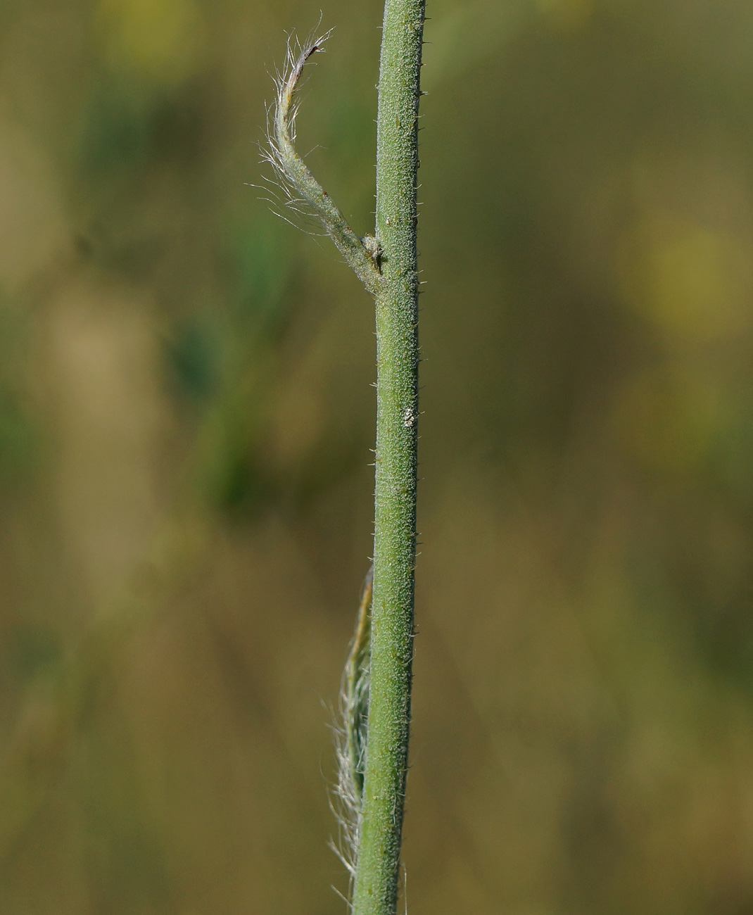 Image of Pilosella procera specimen.