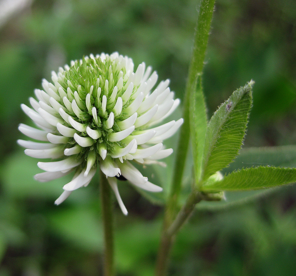 Изображение особи Trifolium montanum.