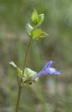 Glechoma hederacea. Верхушка цветущего растения. Новосибирская обл., Новосибирский сельский р-н, окраина соснового бора. 31.05.2010.