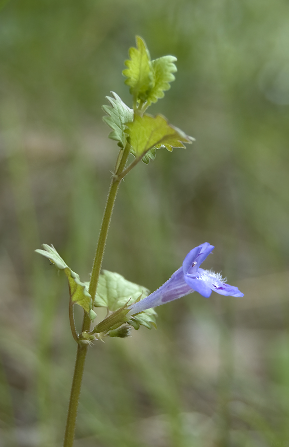 Изображение особи Glechoma hederacea.