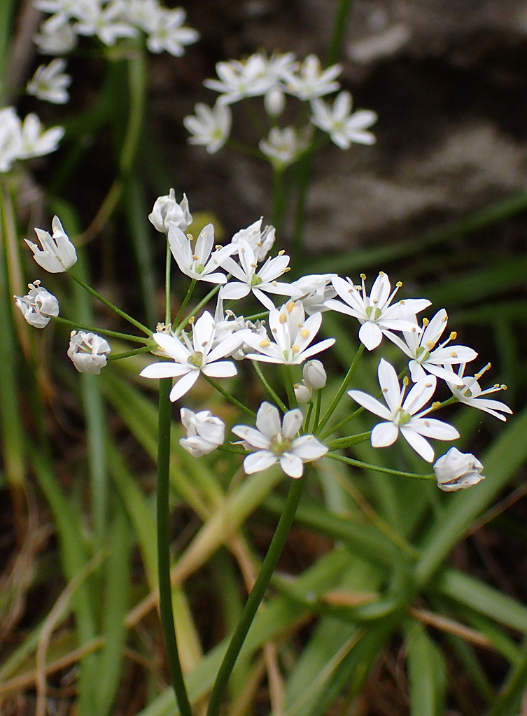 Image of Allium subhirsutum specimen.