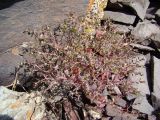 Euphorbia szovitsii