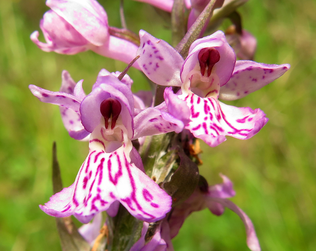 Image of Dactylorhiza fuchsii specimen.