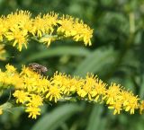 Solidago canadensis. Часть соцветия с фуражирующей пчелой. Казахстан, Восточно-Казахстанская обл., г. Усть-Каменогорск, клумба у здания. 18.07.2012.