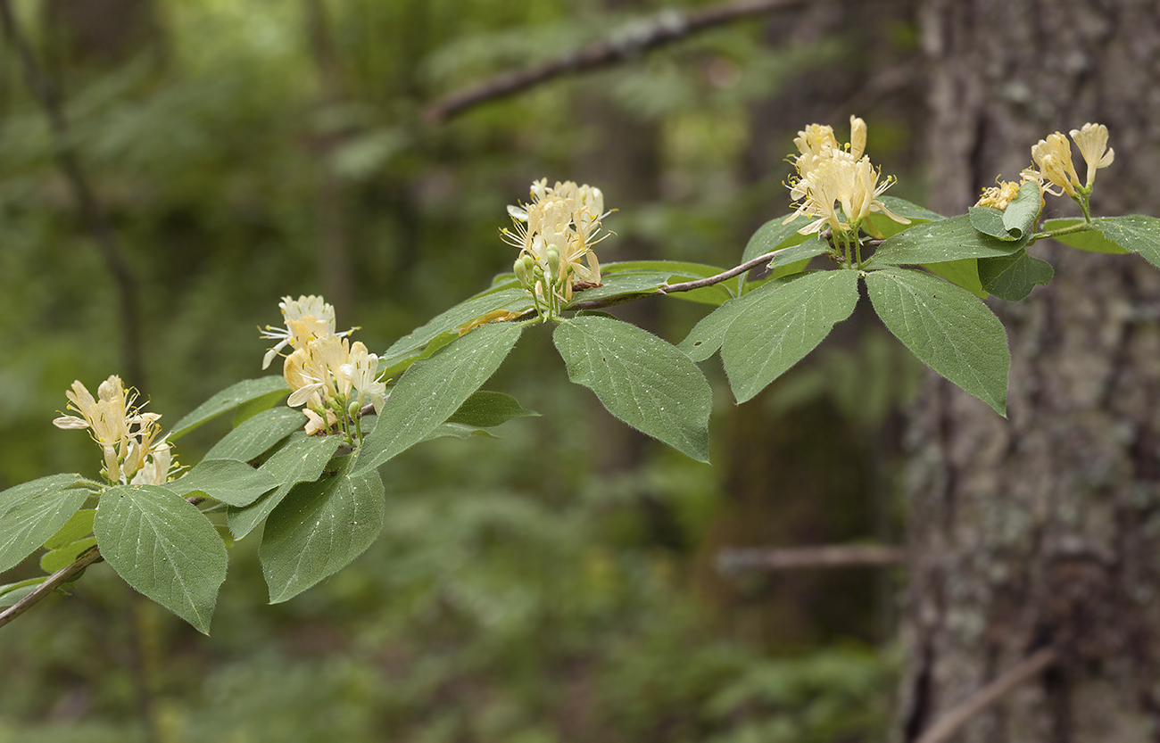 Изображение особи Lonicera xylosteum.