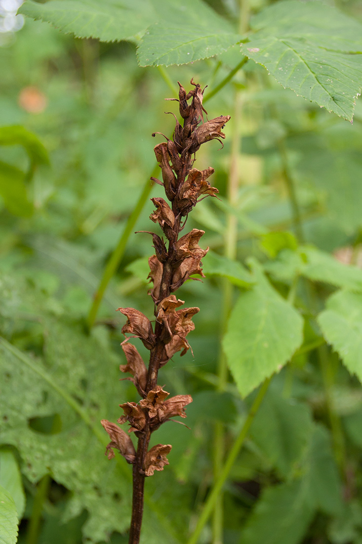 Изображение особи Orobanche pallidiflora.