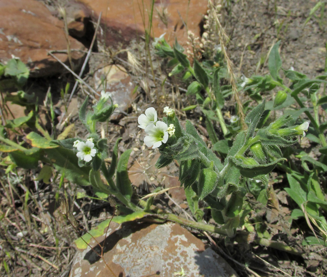 Изображение особи Nonea lutea.