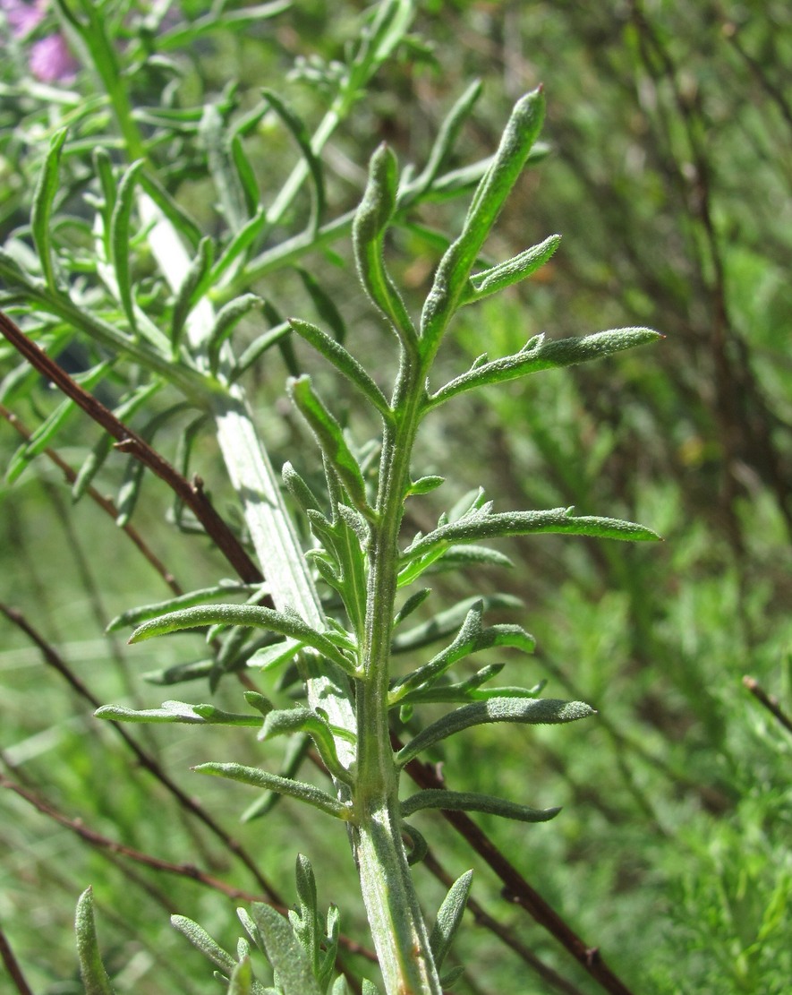 Image of Centaurea ossethica specimen.