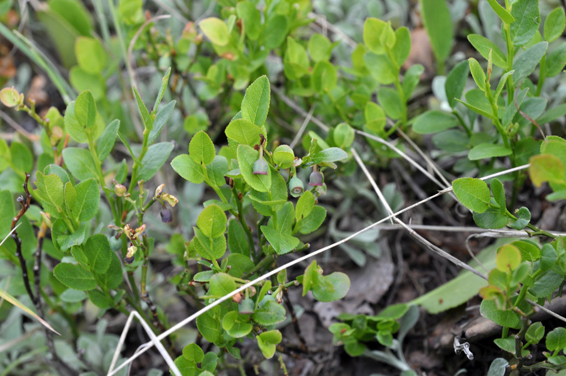 Image of Vaccinium myrtillus specimen.