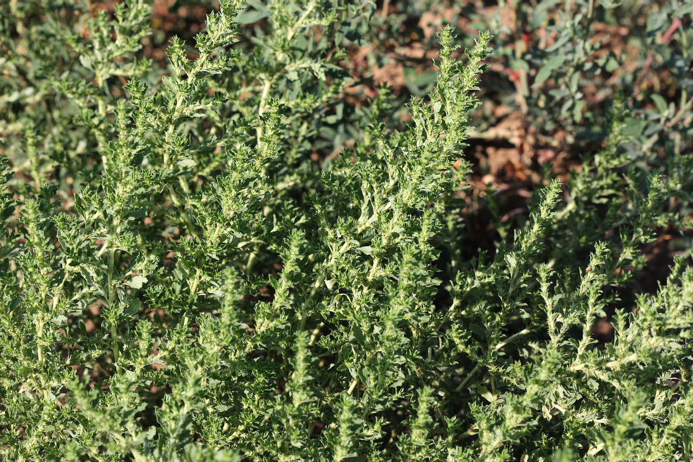 Image of Amaranthus albus specimen.