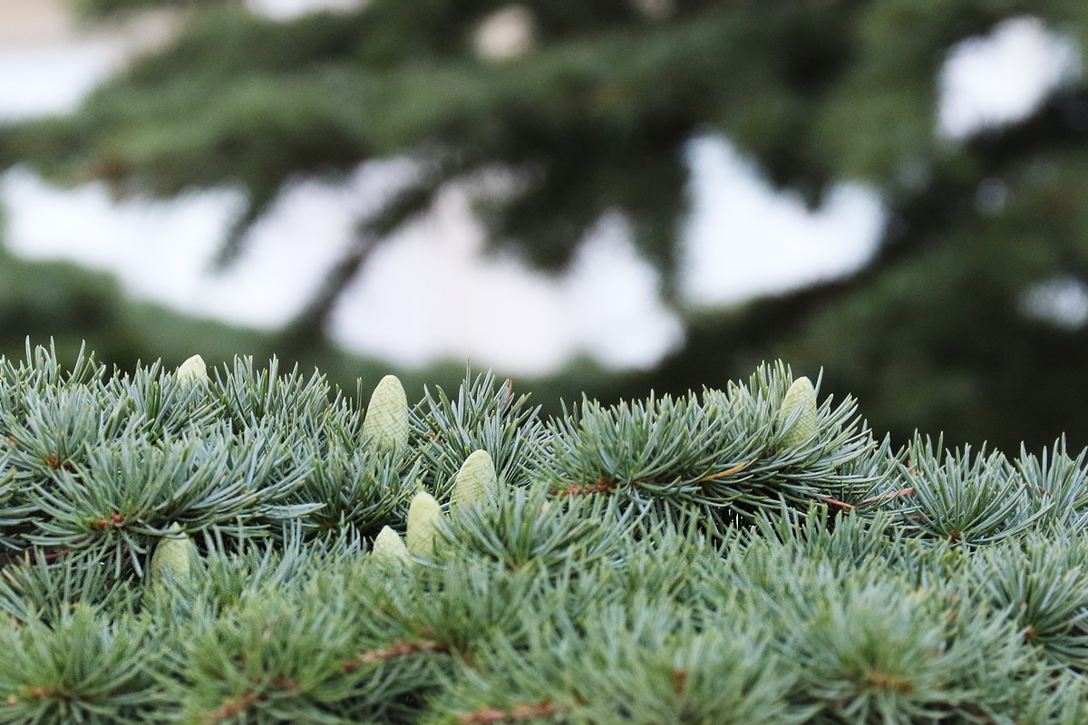 Image of Cedrus libani specimen.