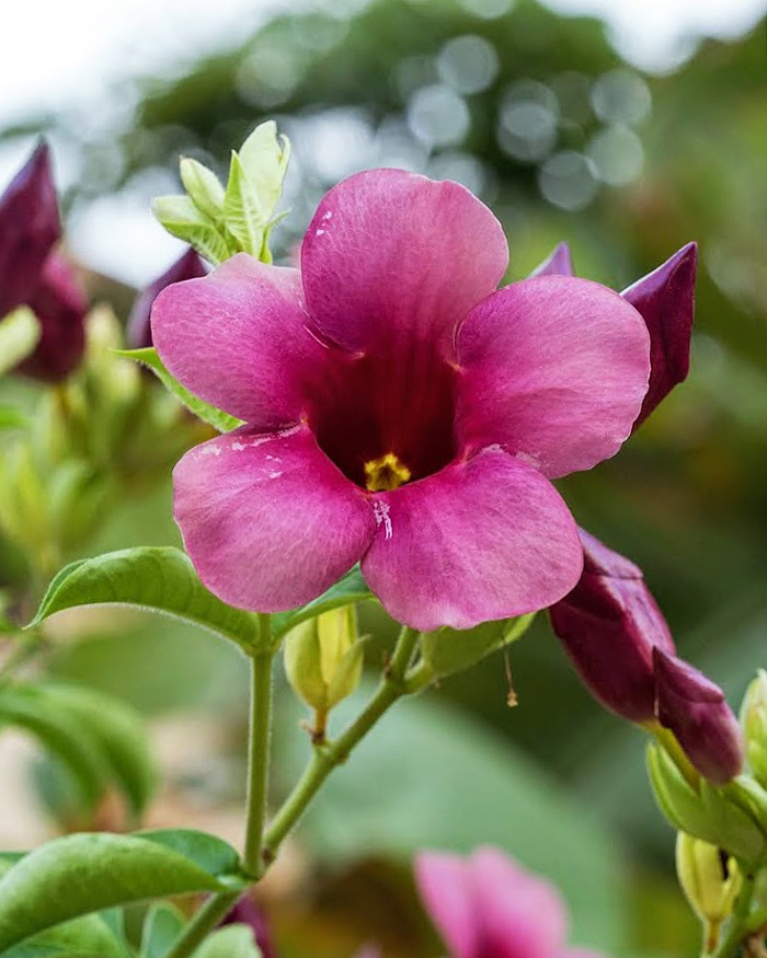 Image of Allamanda blanchetii specimen.