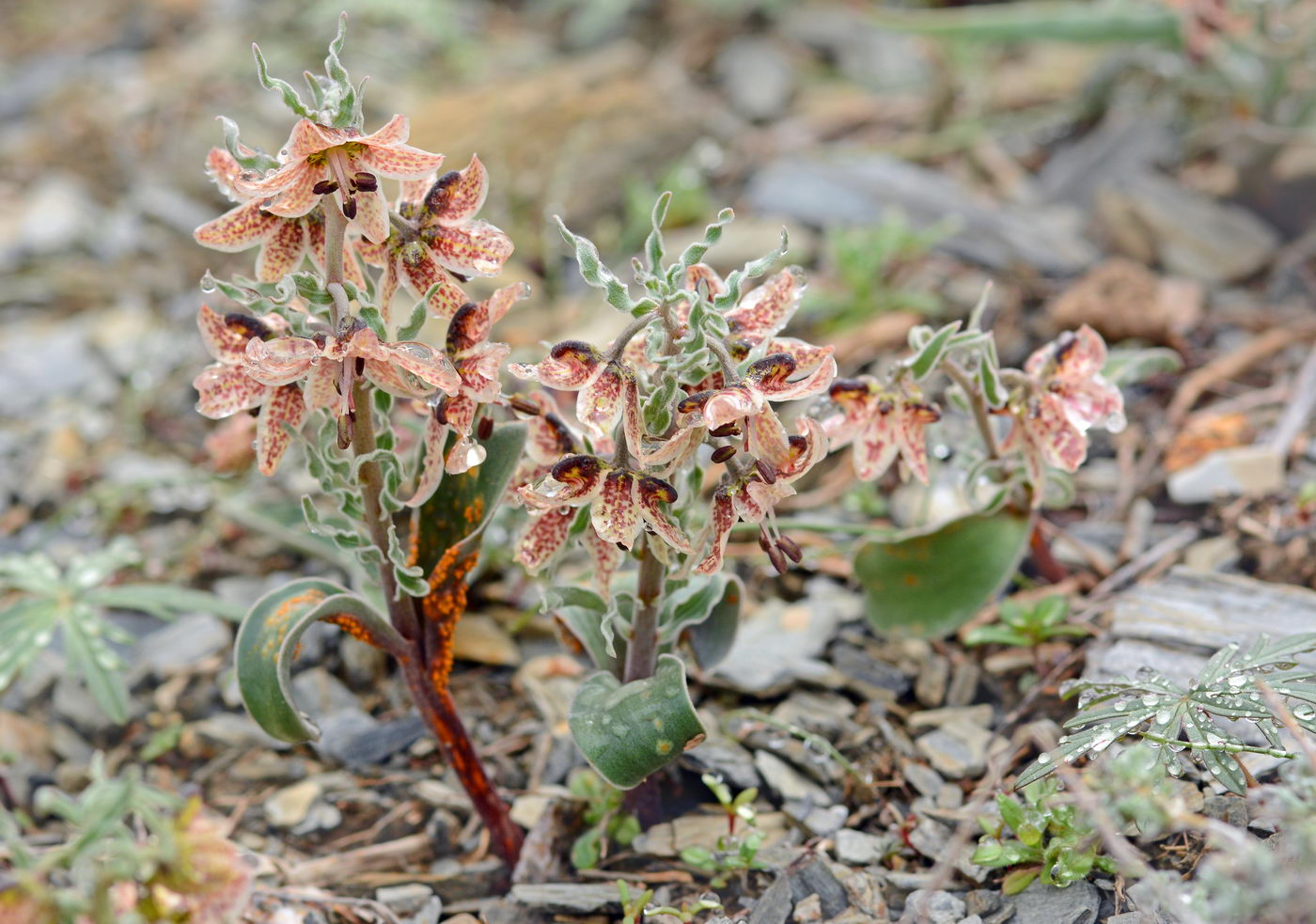 Image of Rhinopetalum karelinii specimen.