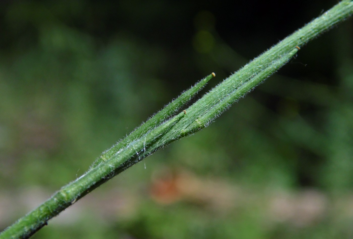 Image of Sisymbrium officinale specimen.