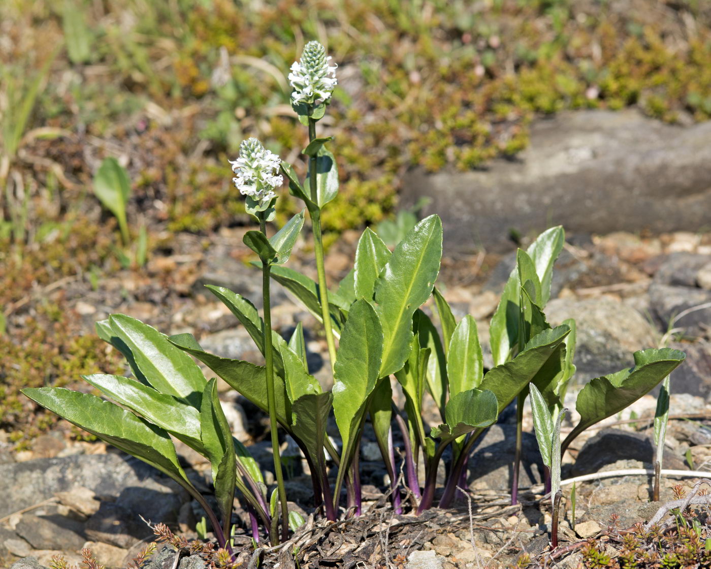 Изображение особи Lagotis uralensis.