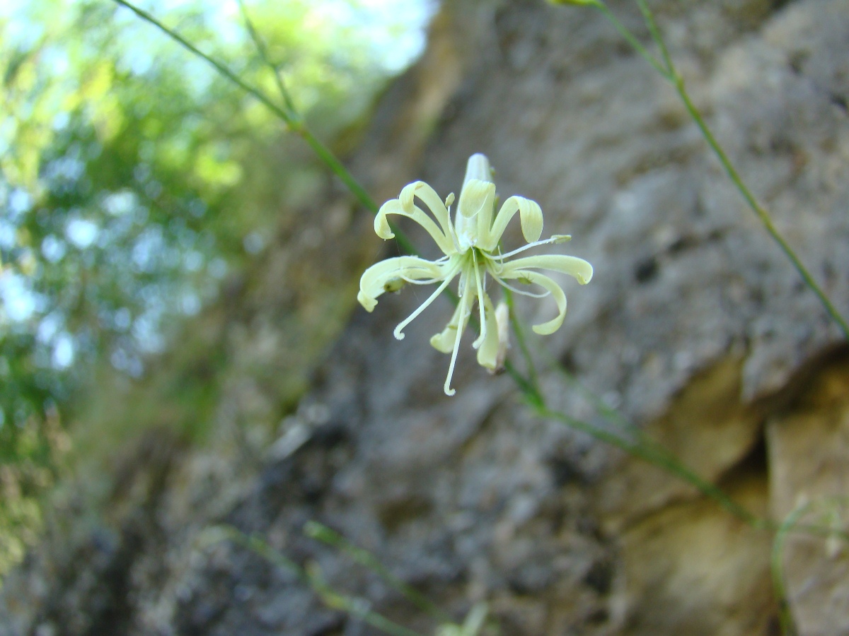 Image of Silene neoladyginae specimen.