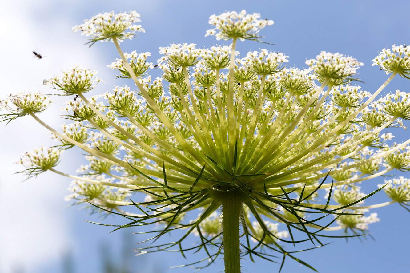 Image of Daucus carota specimen.