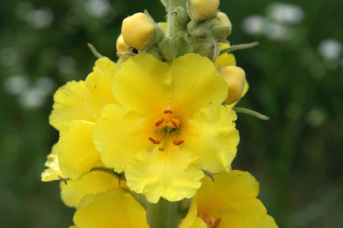 Изображение особи Verbascum densiflorum.