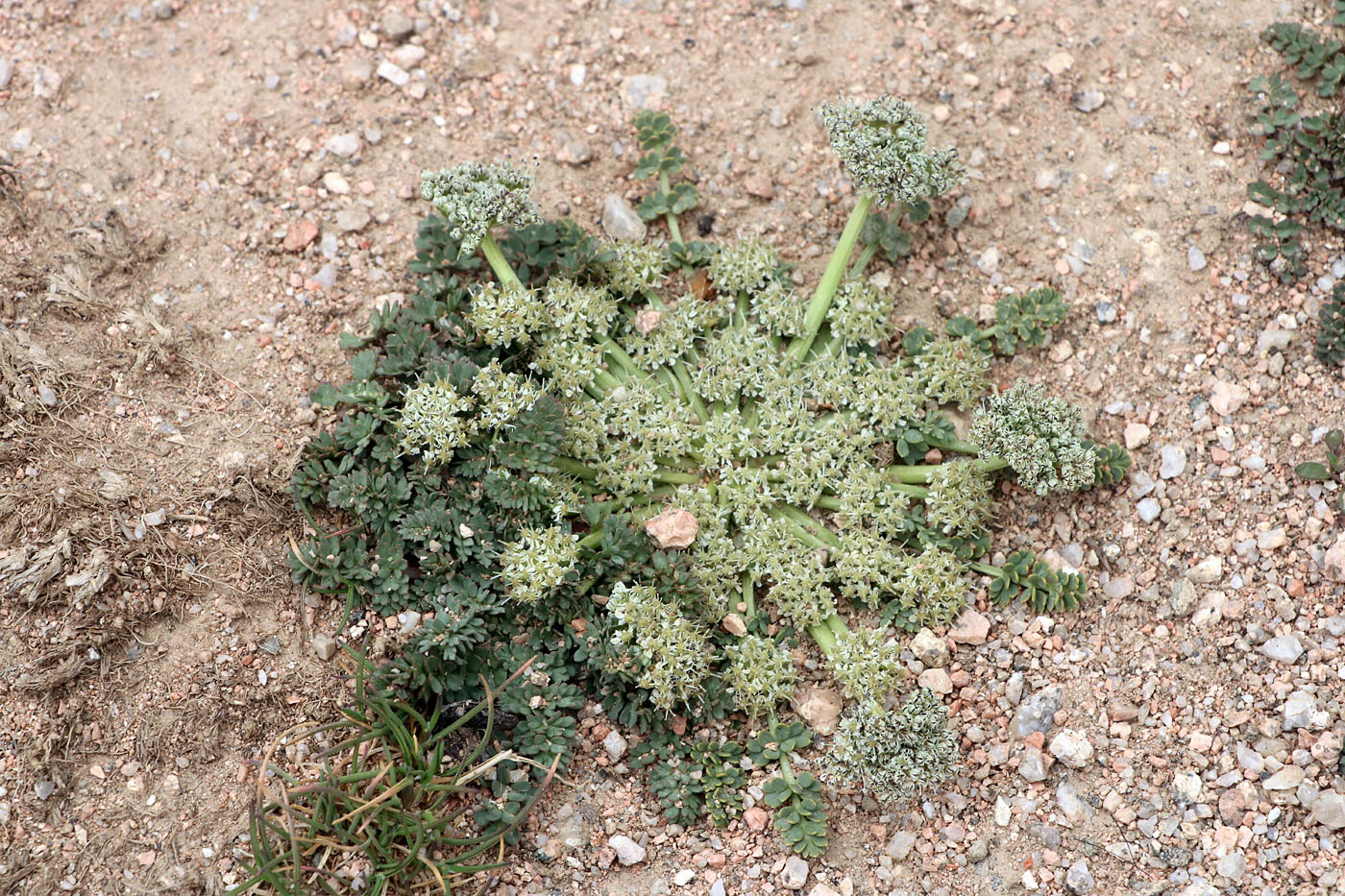 Image of Dimorphosciadium gayoides specimen.