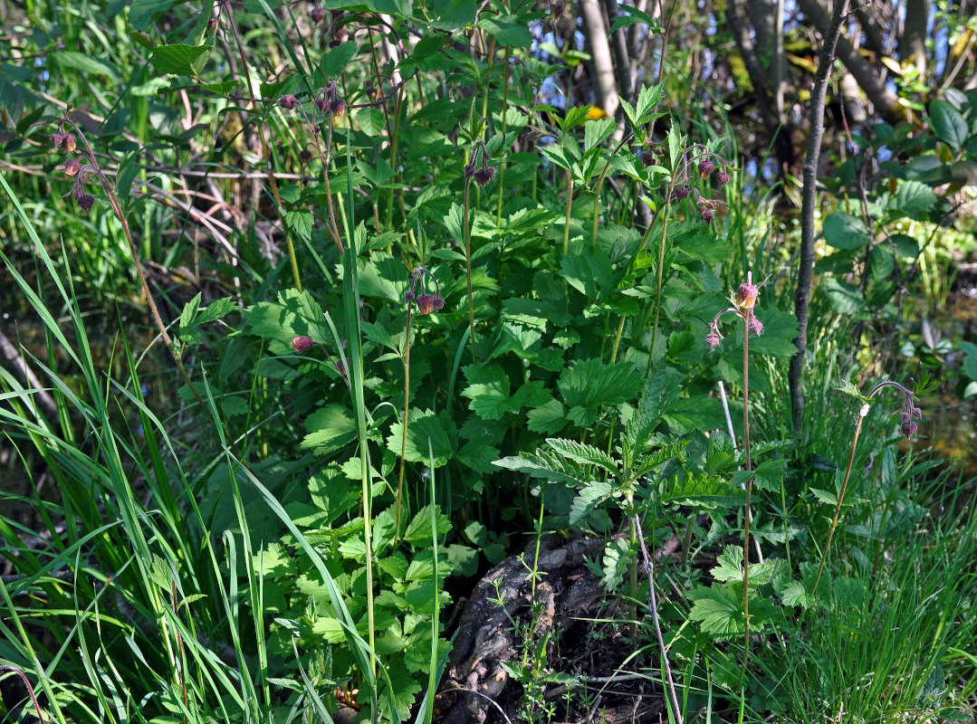 Image of Geum rivale specimen.