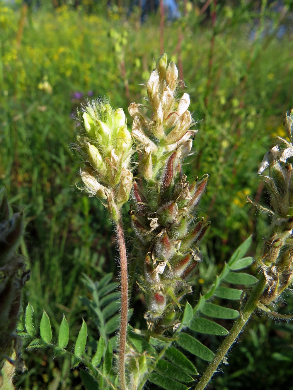 Изображение особи Oxytropis pilosa.