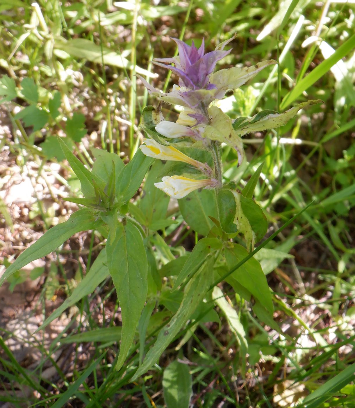 Изображение особи Melampyrum nemorosum.