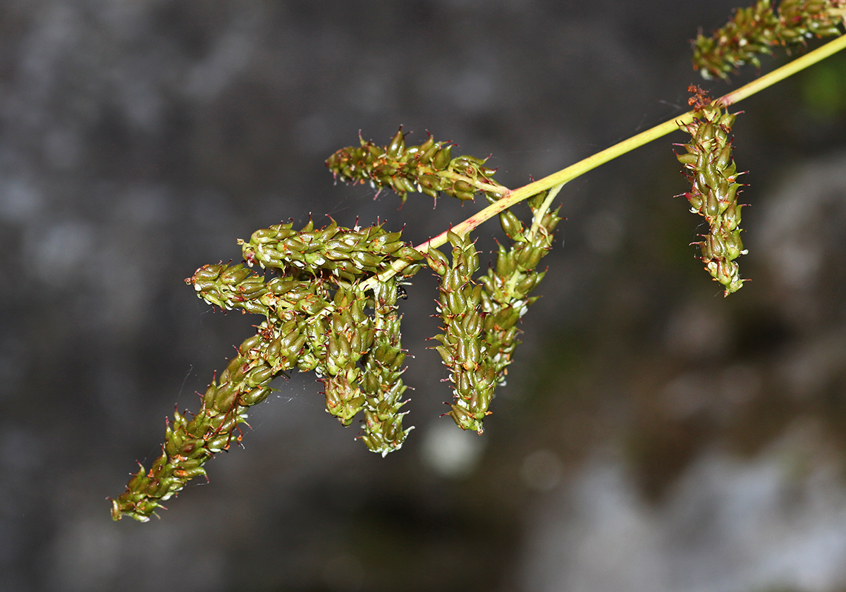 Image of Aruncus parvulus specimen.