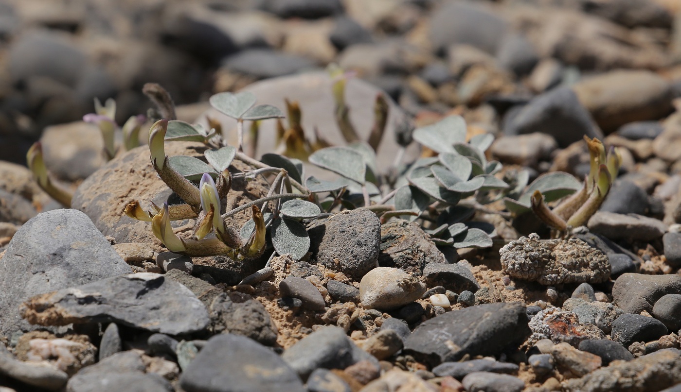 Изображение особи Astragalus transnominatus.