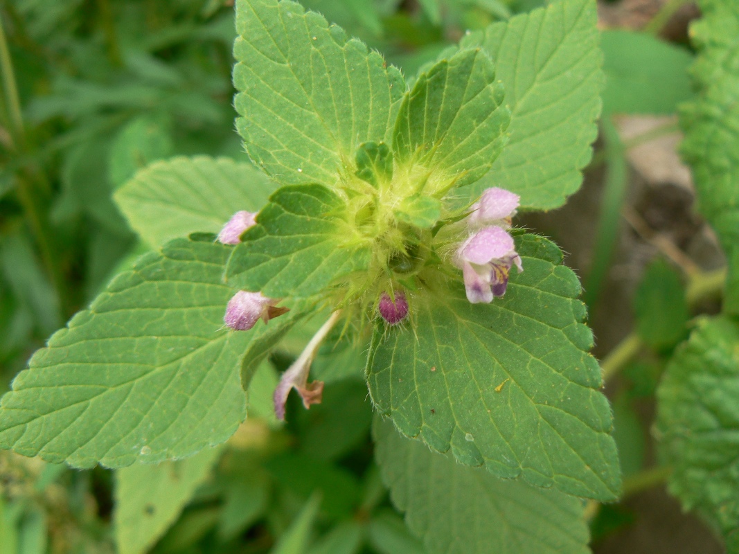 Image of Galeopsis bifida specimen.