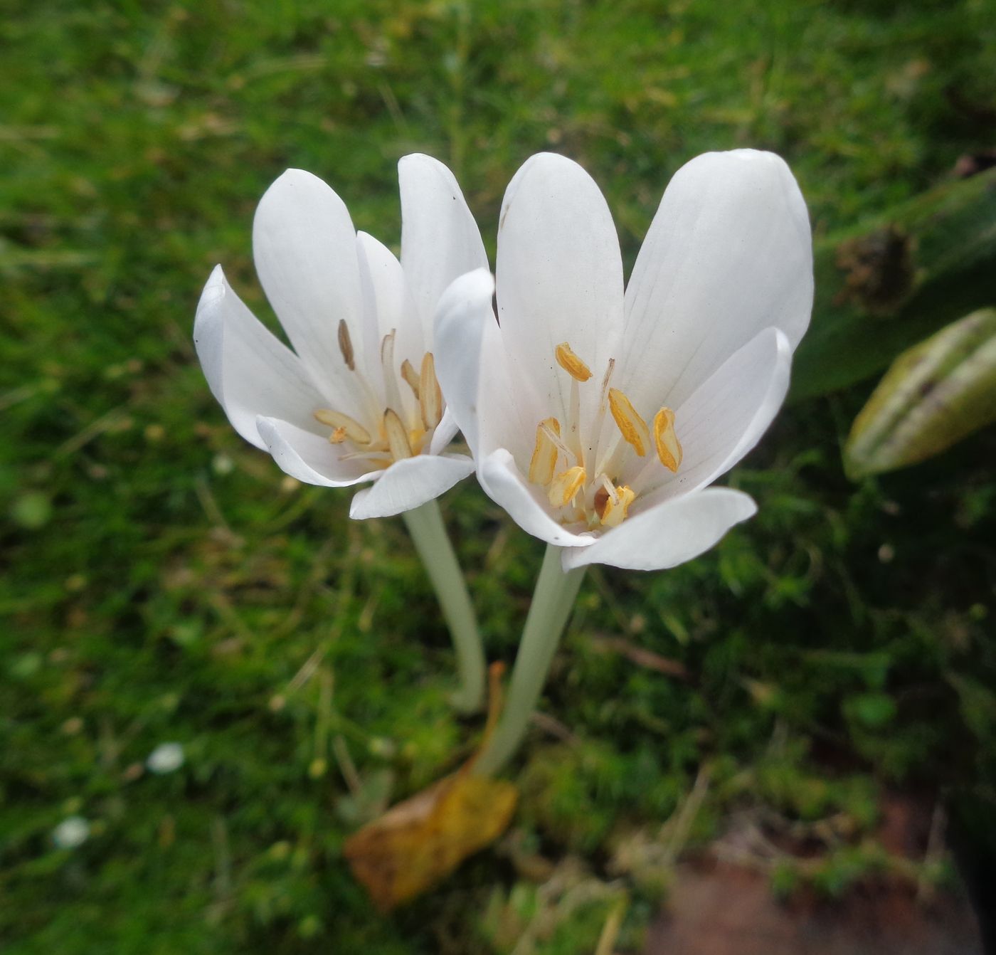 Изображение особи род Colchicum.